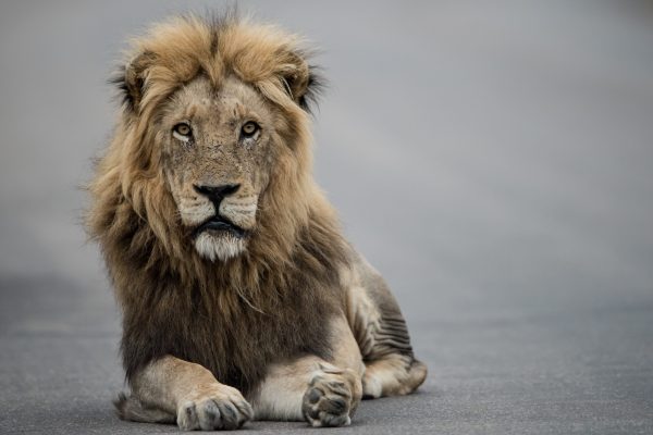 beautiful-shot-male-lion-resting-road